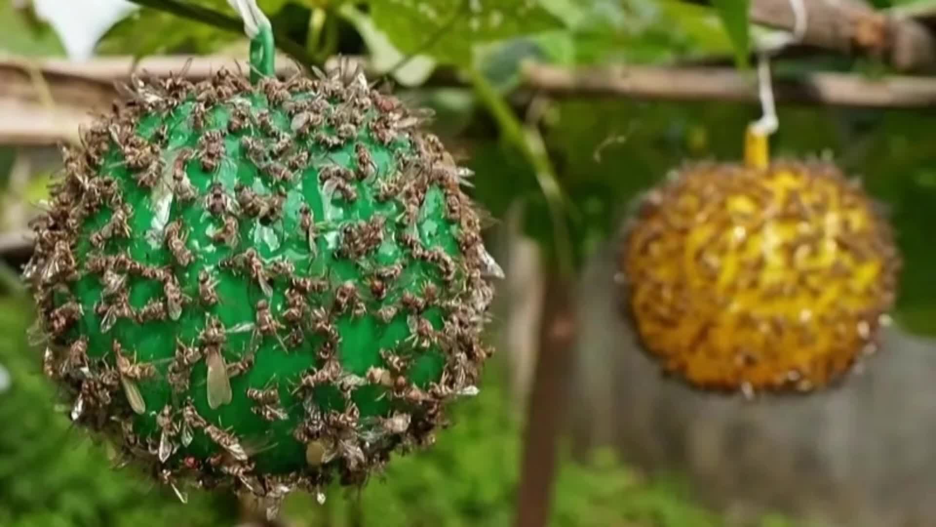 Cute Ball Design Sticky Traps: Capture Fruit Flies - Temu