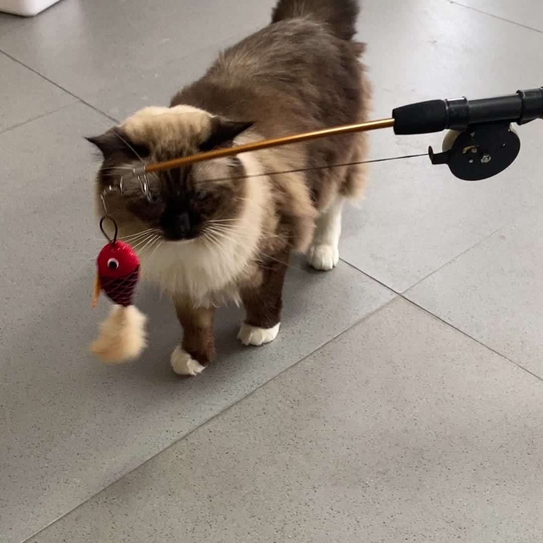 Fishing Rod: Tease Cat Hours Fun! - Temu Australia