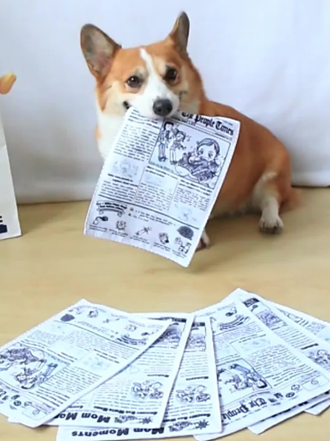 Question: what toys or puzzles help occupy your corgis during the day while  you're working from home? : r/corgi