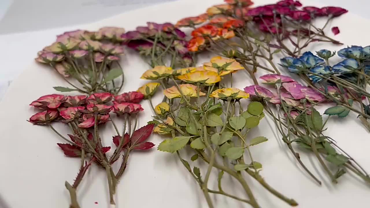 Preserved Dried Flower Plant Dried Pressed Flowers And - Temu