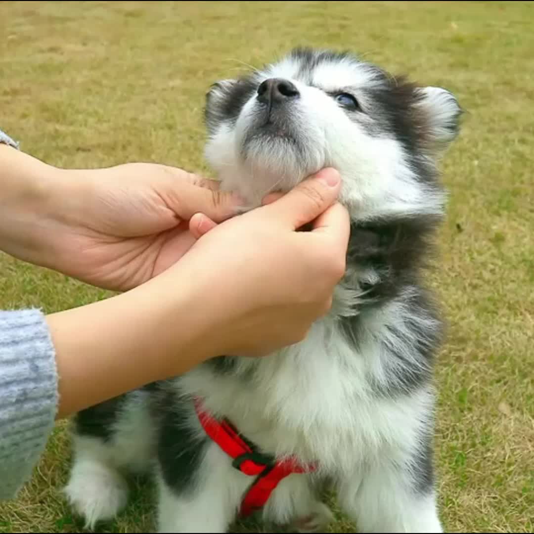 Set de juguetes para perros de tamaño pequeño y cachorros. - Para mascotas