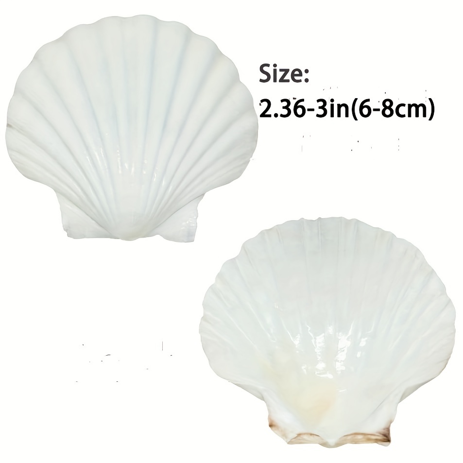 RORPOIR 3pcs Conch Garnish Phyllo Cups Shells Tiny Seashells Shells for  Crafts Sea Animal DIY Sea Shells Small Scallop Seashells Natural Ornaments