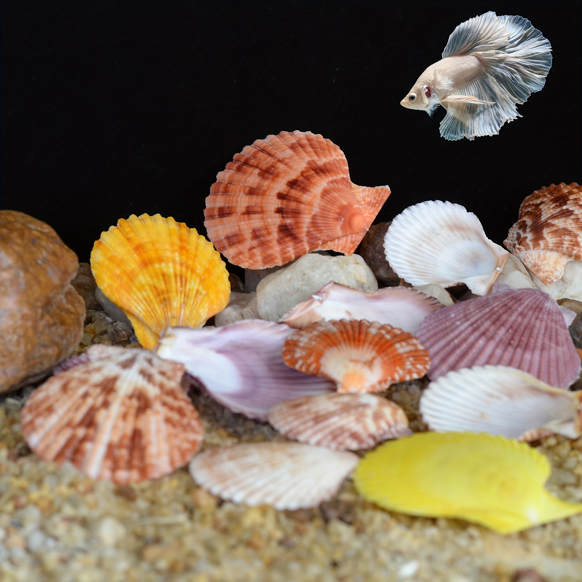 30pcs Pecten Natural Colorful Scallop Sea Shells Fish Tank Home Decoration  Aquarium Ornament Wedding Decoration, Shop The Latest Trends