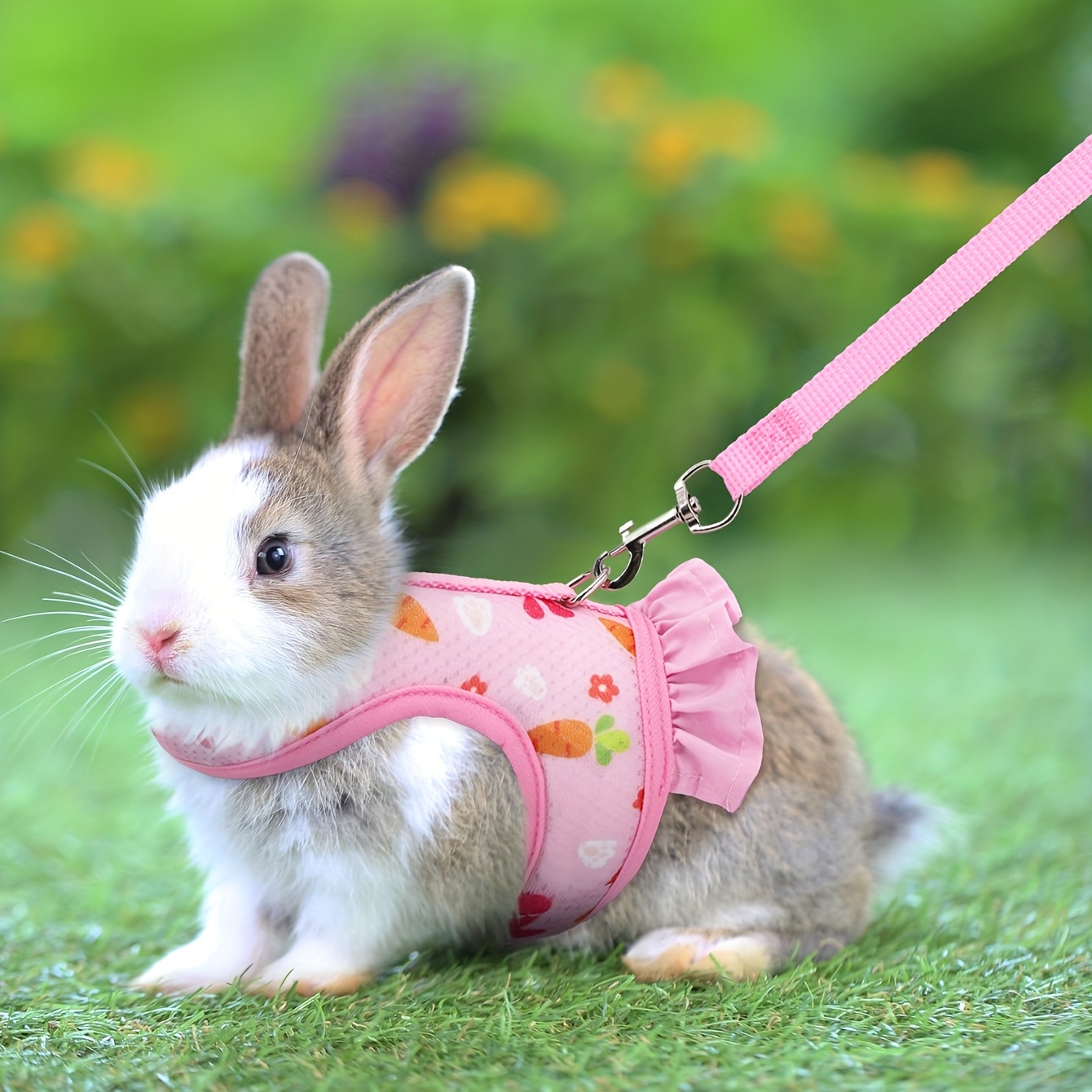 Walking a bunny on a clearance leash