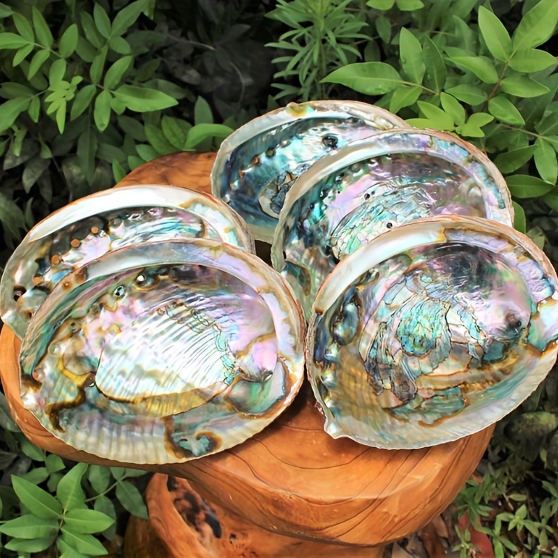  Shamans Market Abalone Shell - 5-6 inch : Home & Kitchen