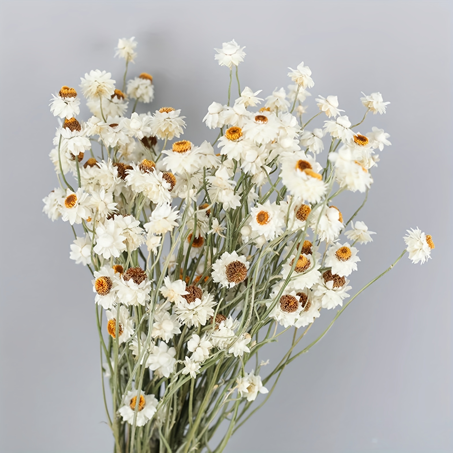 Dried Daisy Flowers Bouquet,Real Dry White Flower,Gerber Daisies