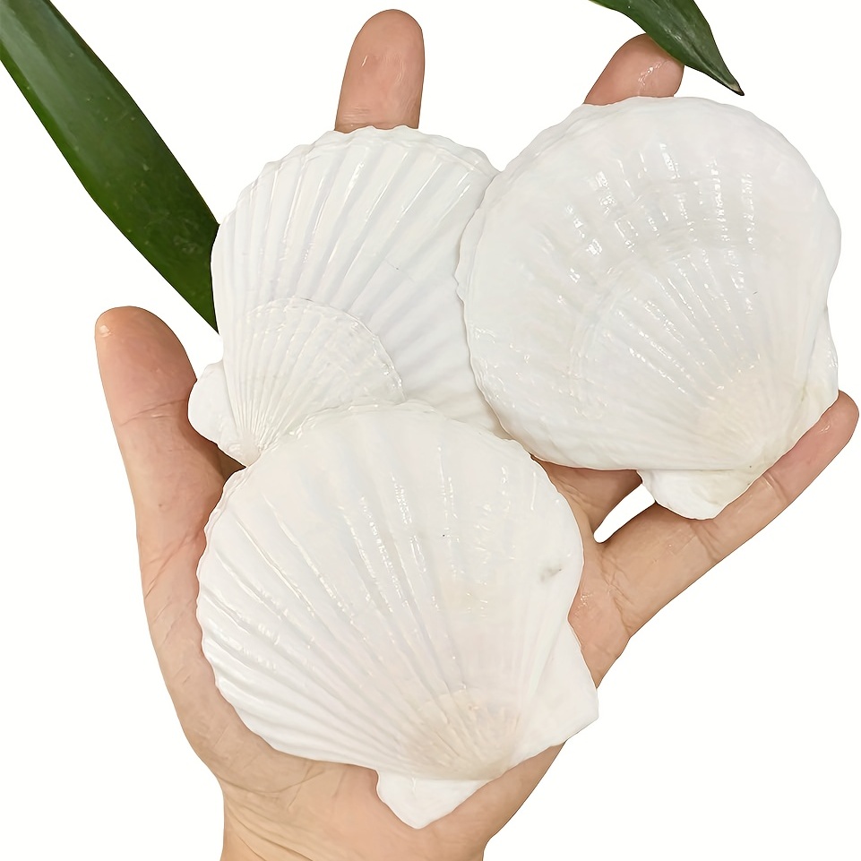 

25pcs, Scallop Shells For Crafts, 2, 3 Inches White Large Natural White Seashells For Home Living Room Wedding Christmas Decor, Baking Shells For Serving Food, Room Decor, Home Decor, Scene Decor