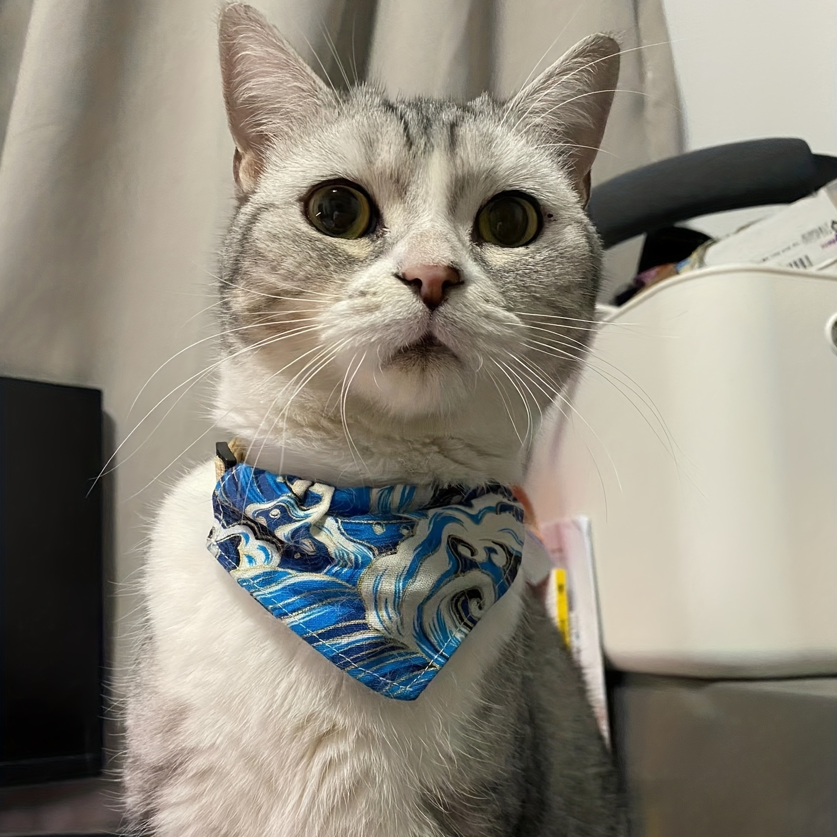 Kitten 2025 bandana collar