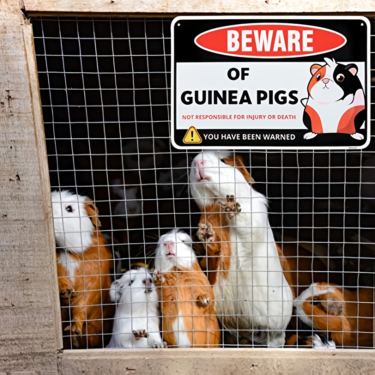 Guinea Pig Supplies, Accessories & Toys