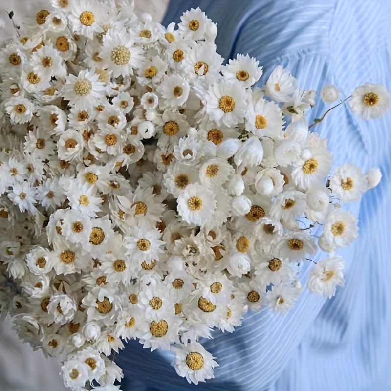 Flores secas naturales, más de 200 flores secas de margaritas secas, color  blanco, estrellas pequeñas, brasileñas, a granel, mini girasol de