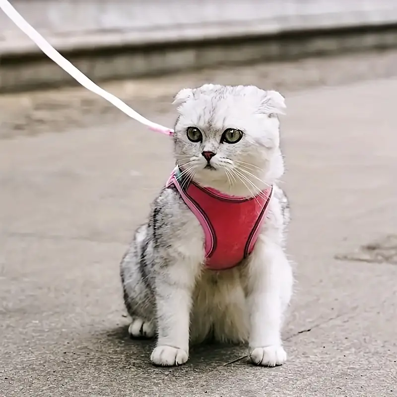 Harnais pour chat anti fugue Veste ajustable pour la marche - Temu Canada