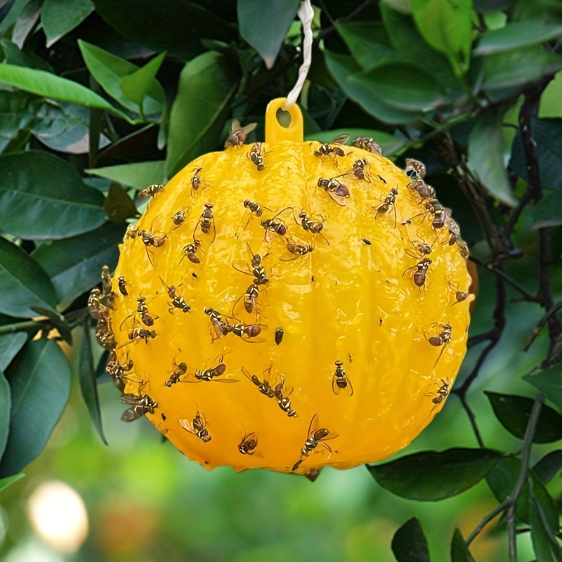 Indoor Fruit Fly Killer And Built-in Window Trap - Pumpkin Fruit