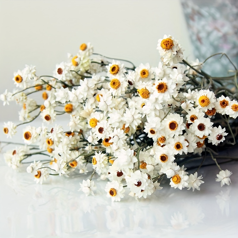  Jtoder Dried Daisy Flowers Bouquet, 200+ Real Dry