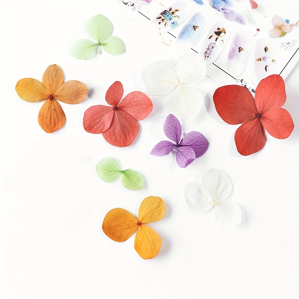 Warmfits Dried Flowers for Nails 120pcs/set 3D Real Encapsulated Nail  Pressed Flowers for Nail Art & Resin Craft DIY - Gypsophila, Five Petals  Flowers, Leaves, Hydrangea Macrophylla (Pattern A)