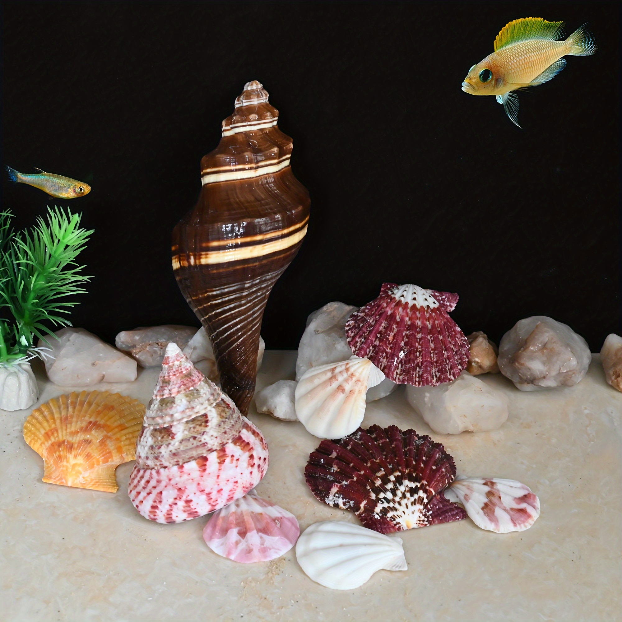 500g Seashells Mixed Ocean Beach Seashells Natural Colorful Seashells for  Decoration Crafts (Assorted Color)