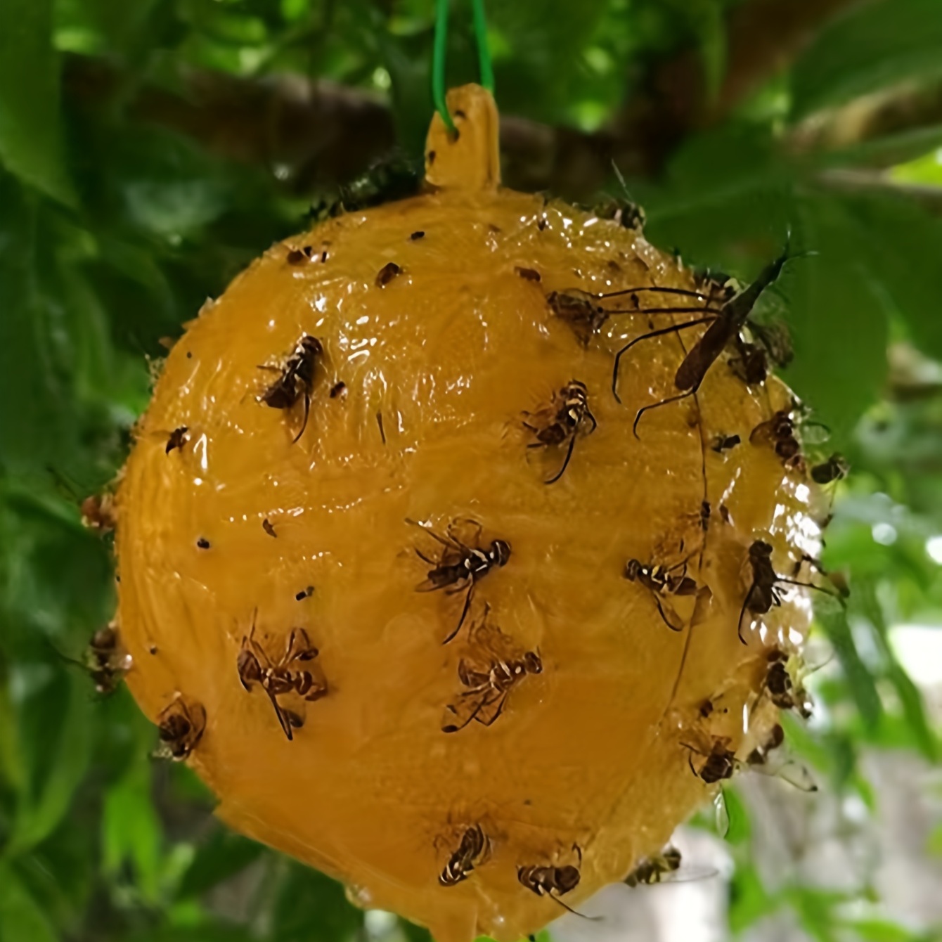 Pièges à mouches des fruits: l'appât le plus efficace