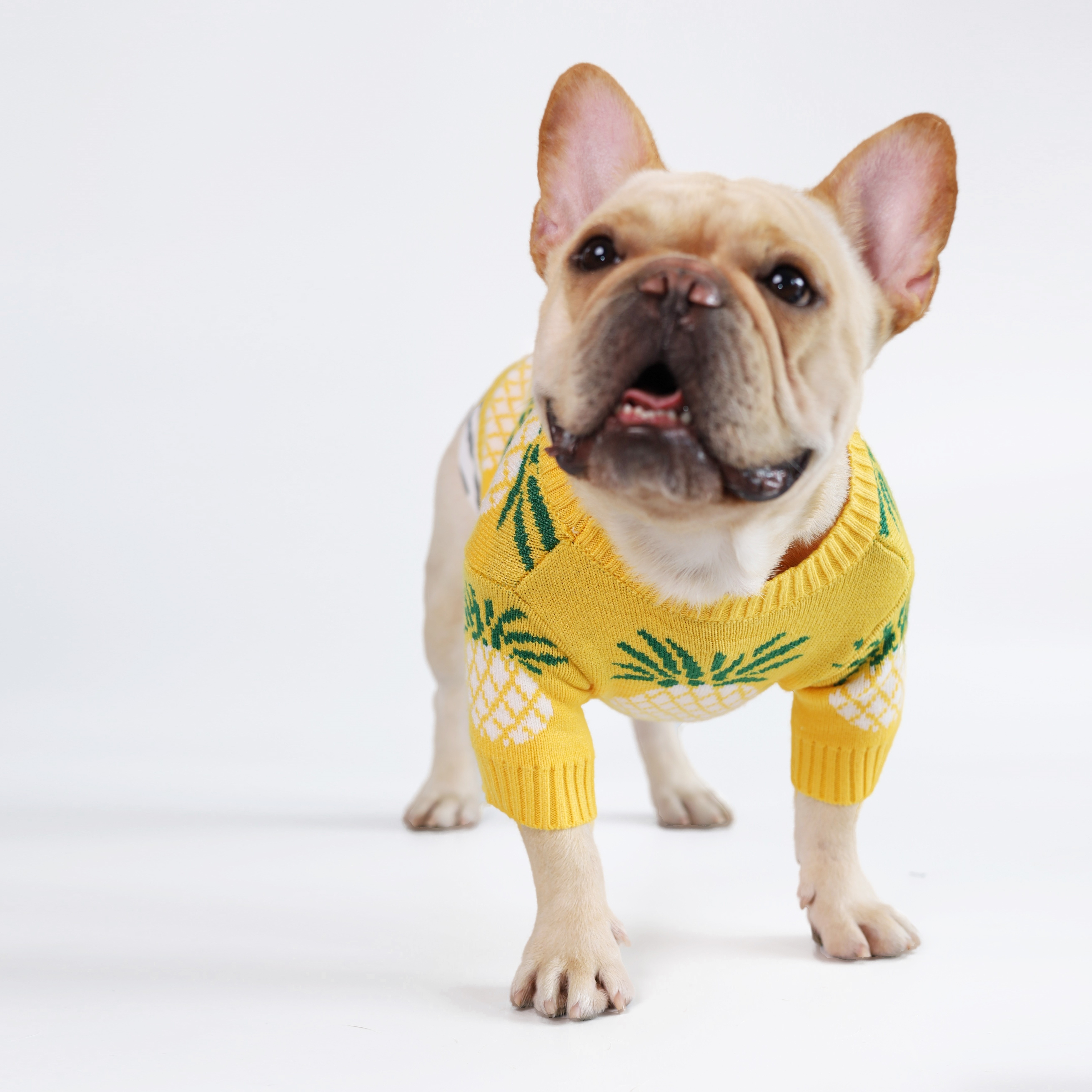 Pineapple 2024 dog sweater