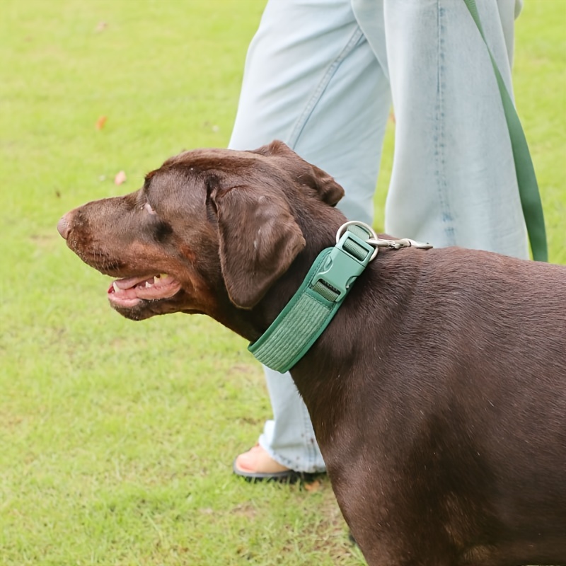 personalizzato] Set Collare E Guinzaglio Cane In Velluto - Temu Italy