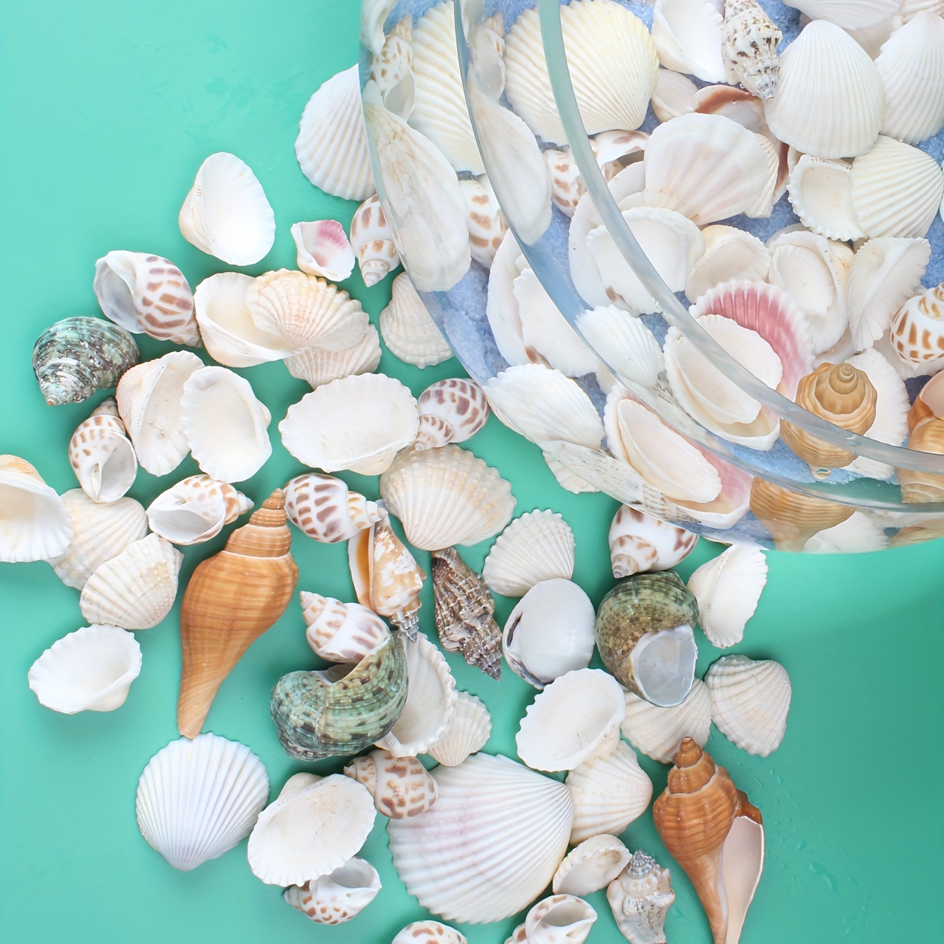 Ocean inspired Aquarium Decorations Natural Sea Shells - Temu