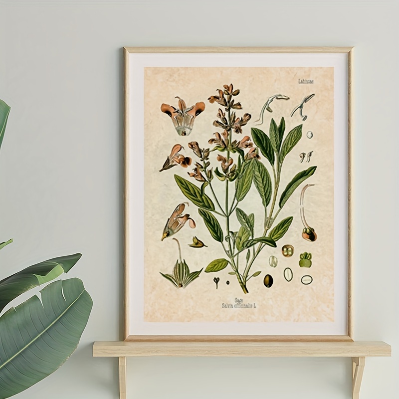 4pcs Stampe botaniche vintage, Cucina Herb Wall Art, Timo, Menta,  Rosmarino, Prezzemolo, Salvia, Finocchio, Frameless 10x8 pollici,  Oggettistica per