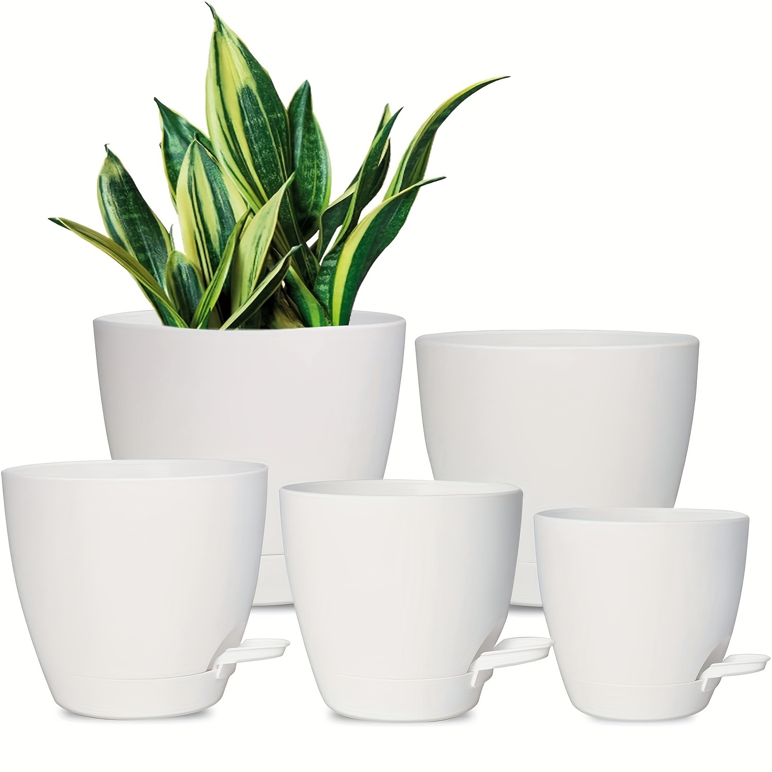 banana pot plant Musa basjoo