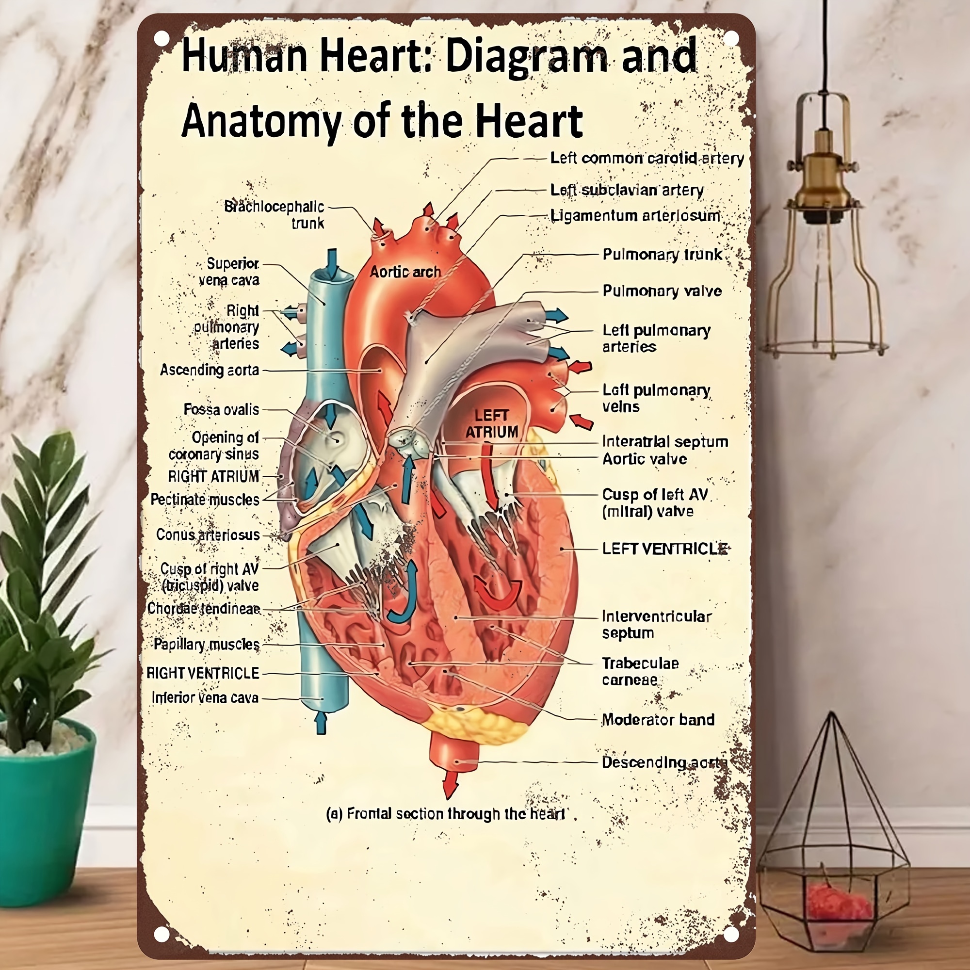 Thorax Anatomy Metal Tin Signs Cardiology Retro Posters Doctor Office Guide  Plaque Home Clinic Hospital Room Wall Decor 8x12 Inches : : Home