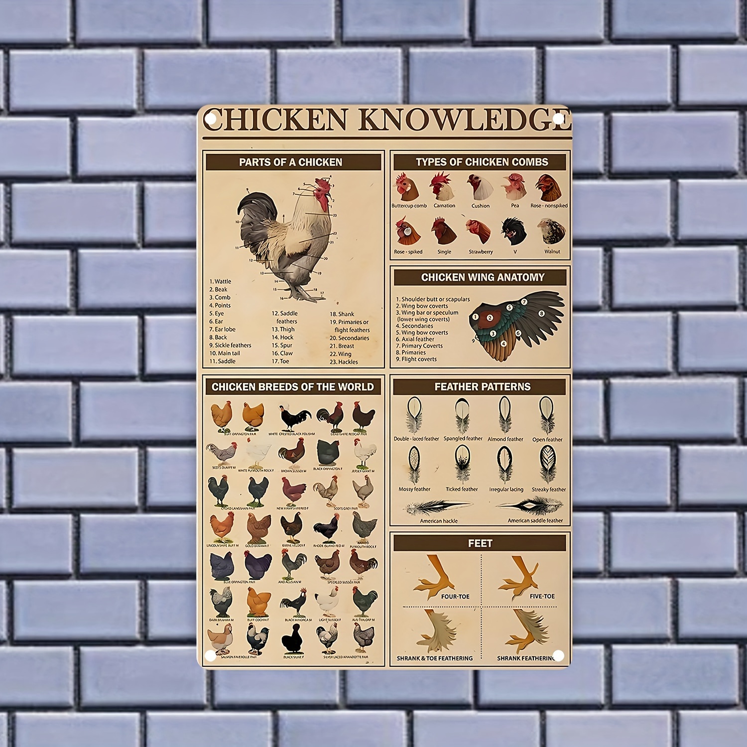 Chicken Knowledge Aluminum Metal Sign Chicken Breeds Of The - Temu Canada