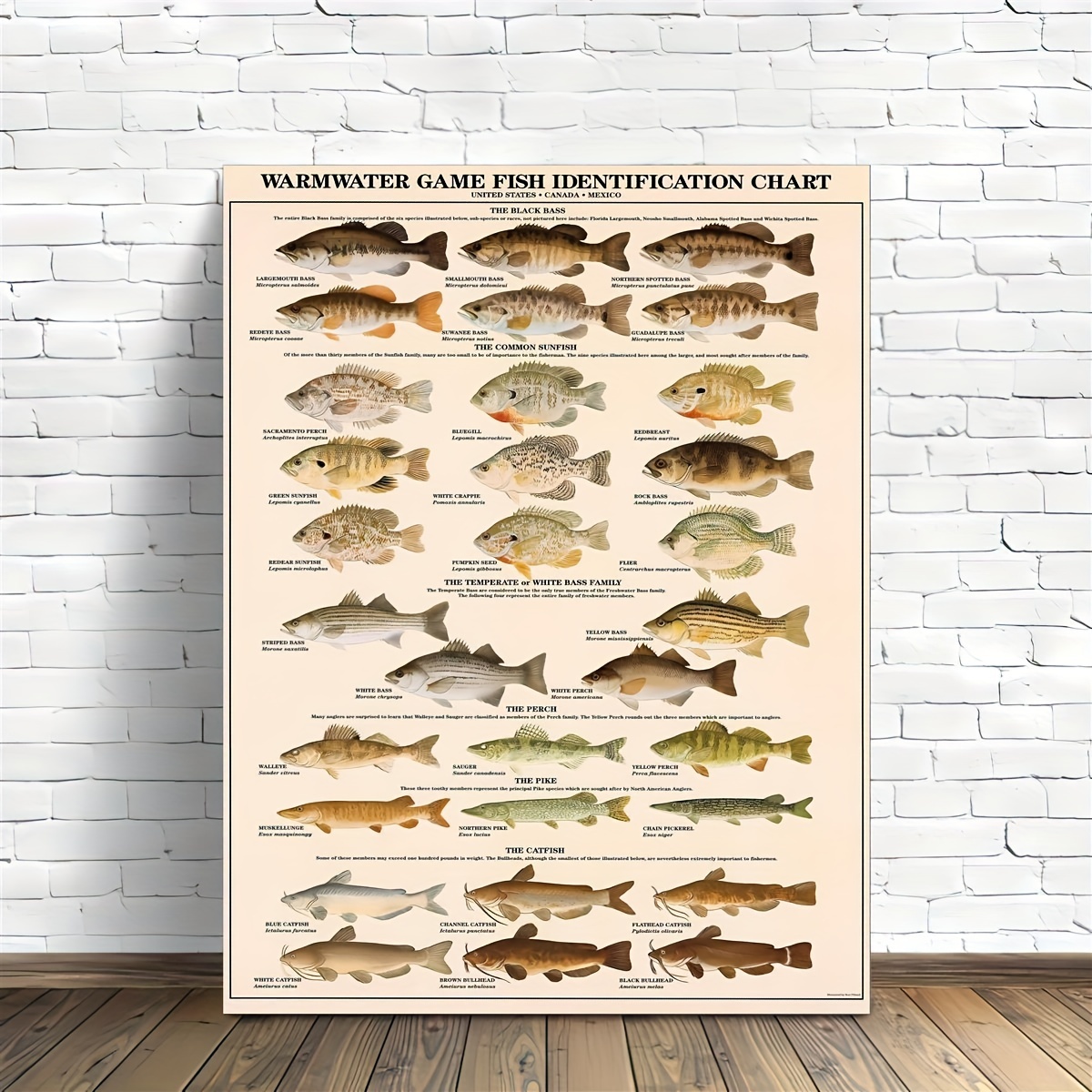 Freshwater Bass Fish Poster and Identification Chart : : Sports &  Outdoors