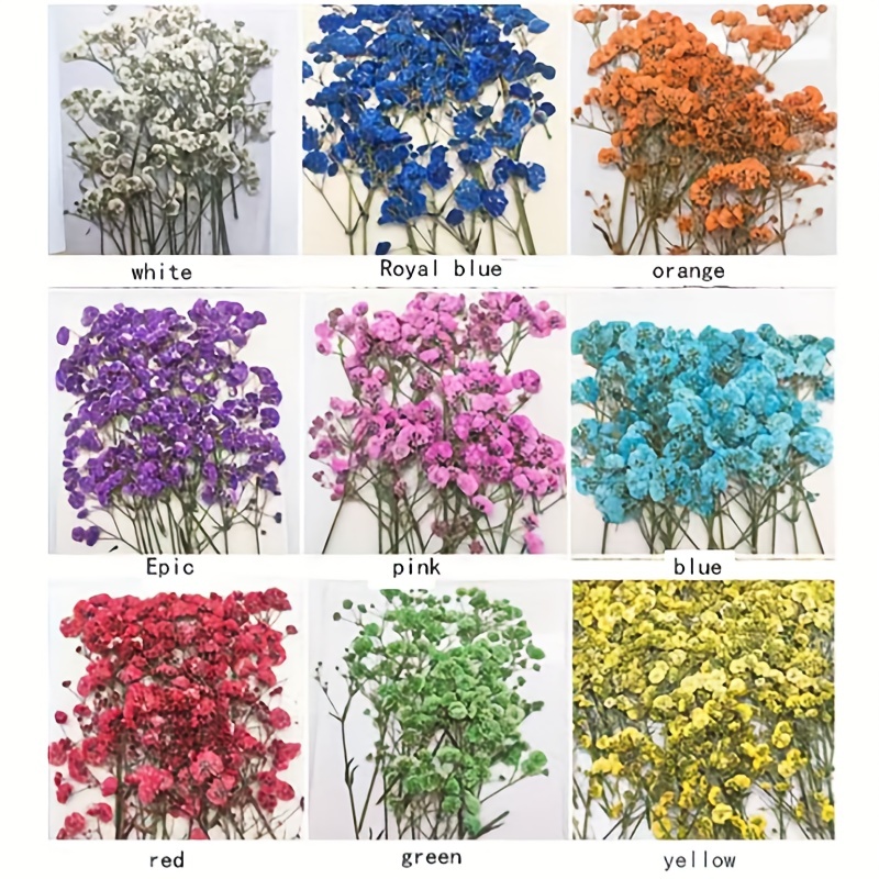 Dried Flowers for Resin, 60 Pcs, Dry Mini Flowers, Dried Baby Breath  Flowers, Mini Flowers Set, Gypshophila, Phalaris, Ozothamnus Flowers 