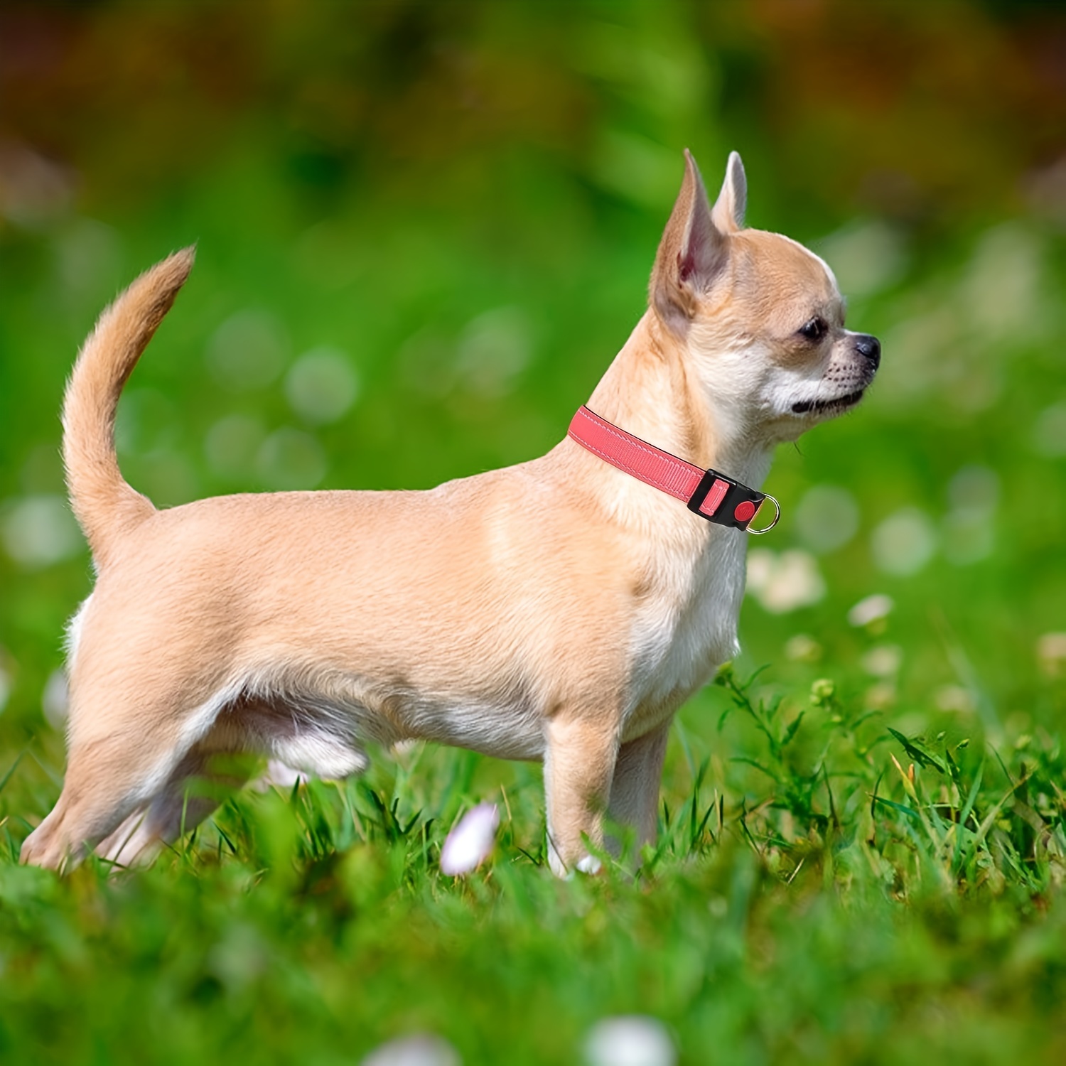 Chihuahua training clearance collar