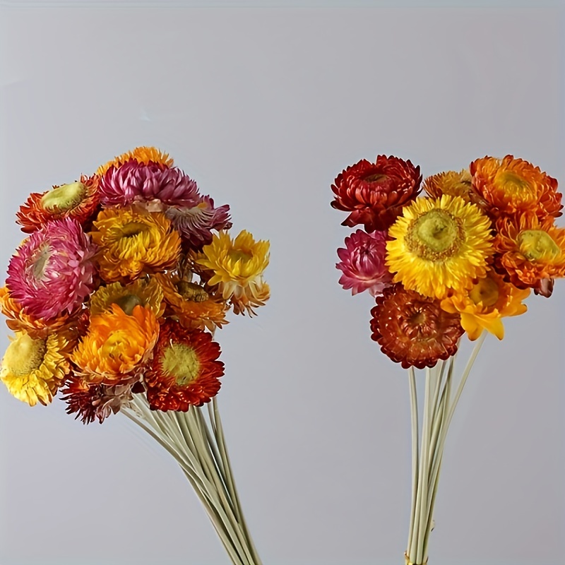 Dried Flowers Natural Daisy Mums Flower - 20 Stems Multicolor Daisies  Artificial Sunflowers, Dry Fall Orange Flowers Bouquets for Vase, Wedding  Home