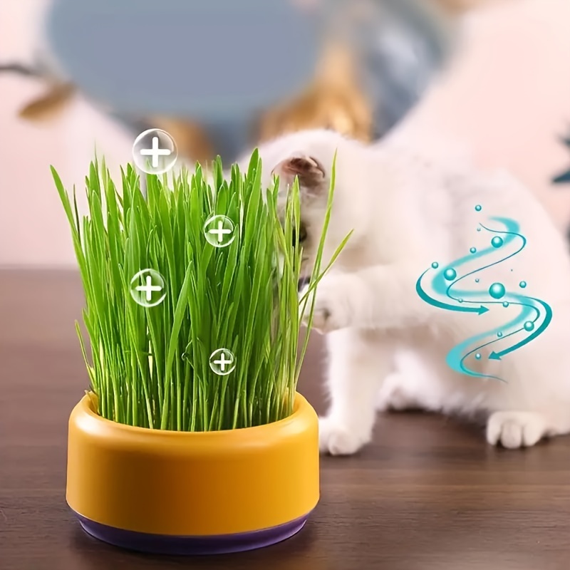 Boîte de plantation hydroponique d'herbe de chat, Kit de culture d