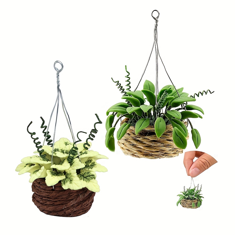 planta money tree Money Tree for Sale