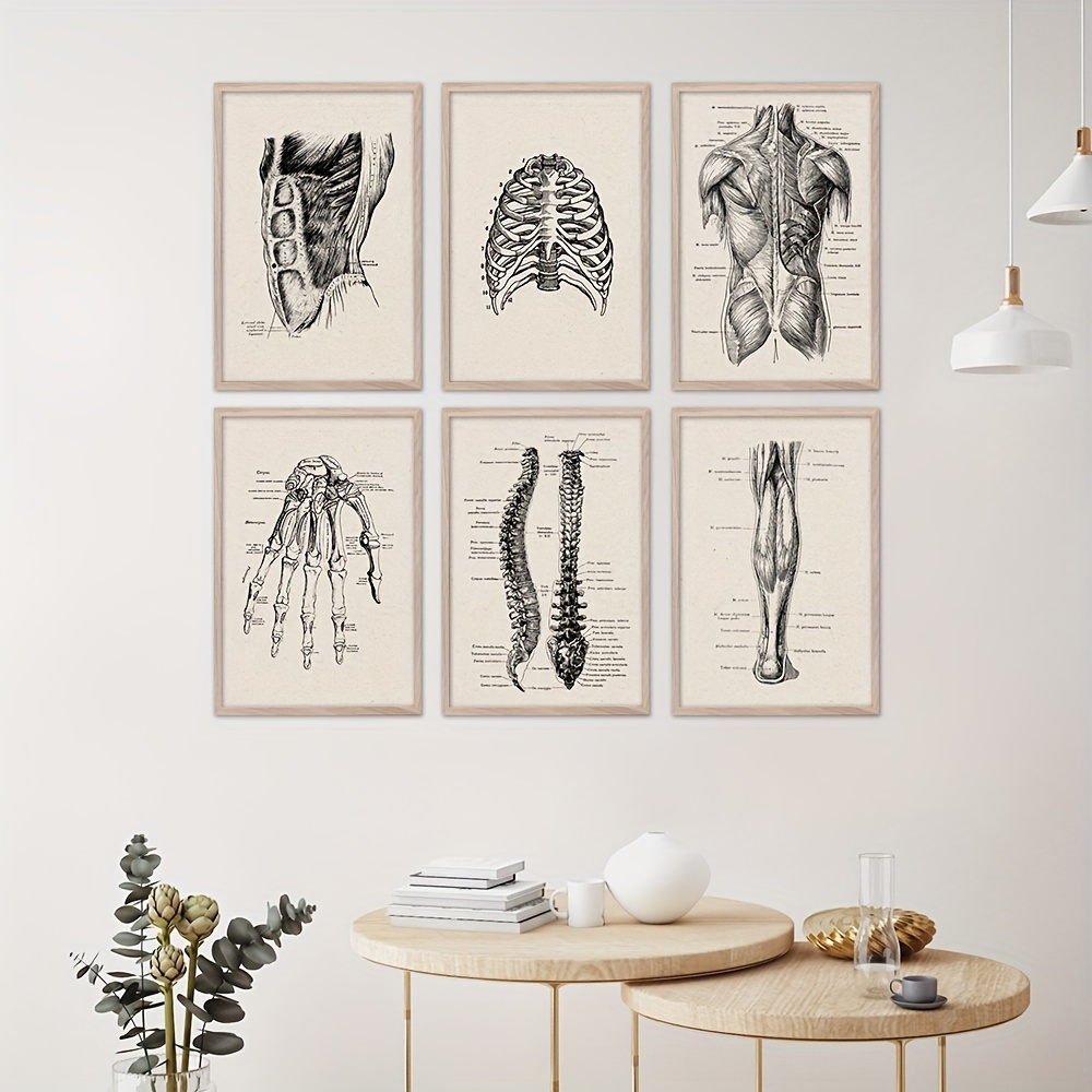 1 Poster Di Anatomia Umana, Stampa Artistica Da Parete Medica, Foto In  Stile Vintage, Decorazioni Per La Casa, Pittura Artistica Da Parete  Biologica