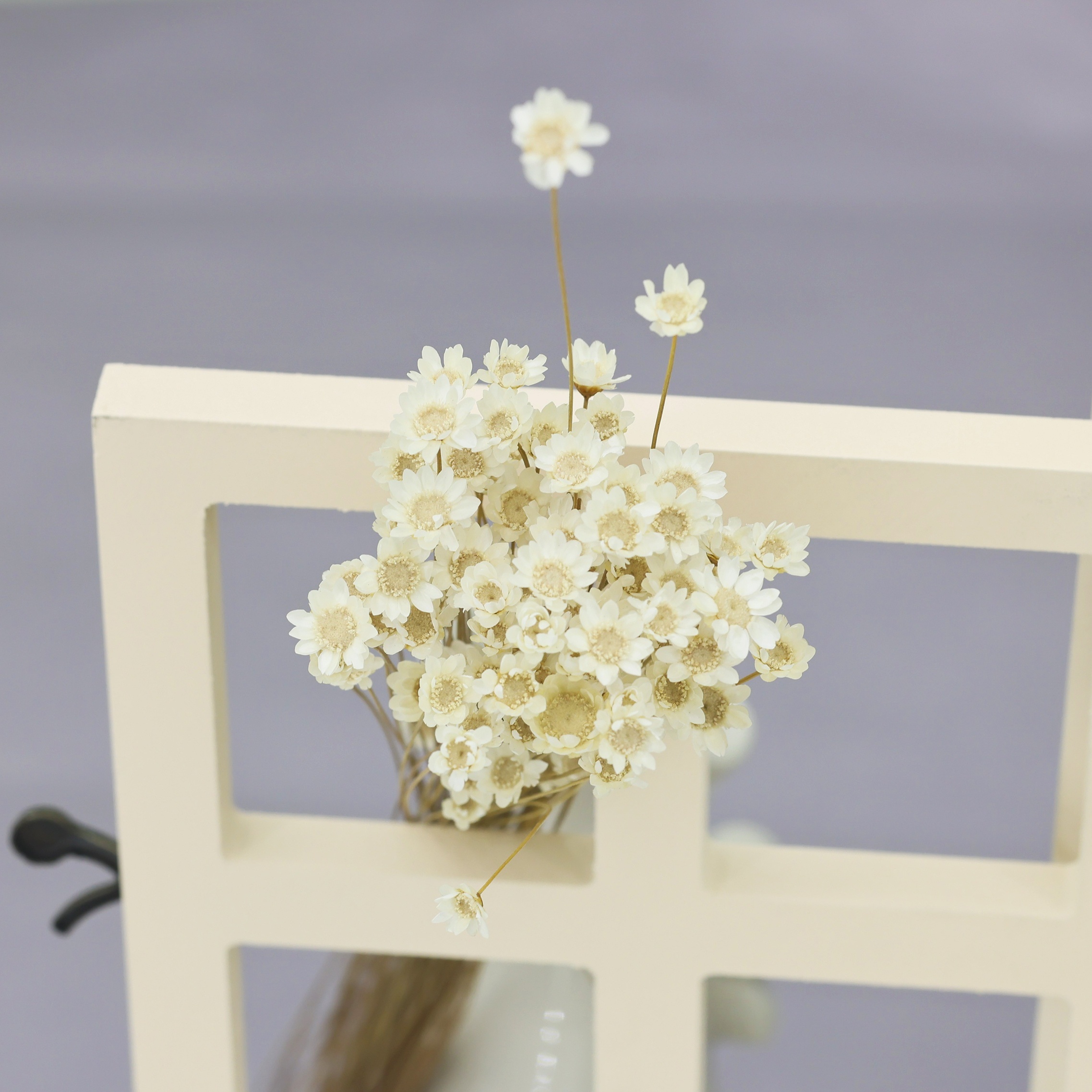 30 Uds plantas naturales vívidas manualidades DIY decoración del hogar flores  secas ramos florales pequeña estrella Mini Margarita – Los mejores  productos en la tienda online Joom Geek