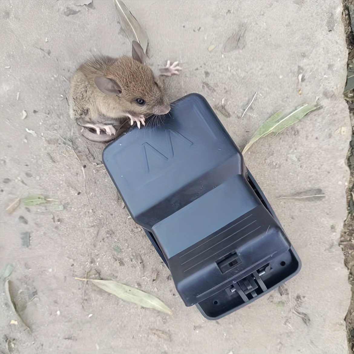 Pièges à rats Rongeurs domestiques Chasseur de parasites Tueur de souris  Piège à rats Attrape-souris Piège à souris