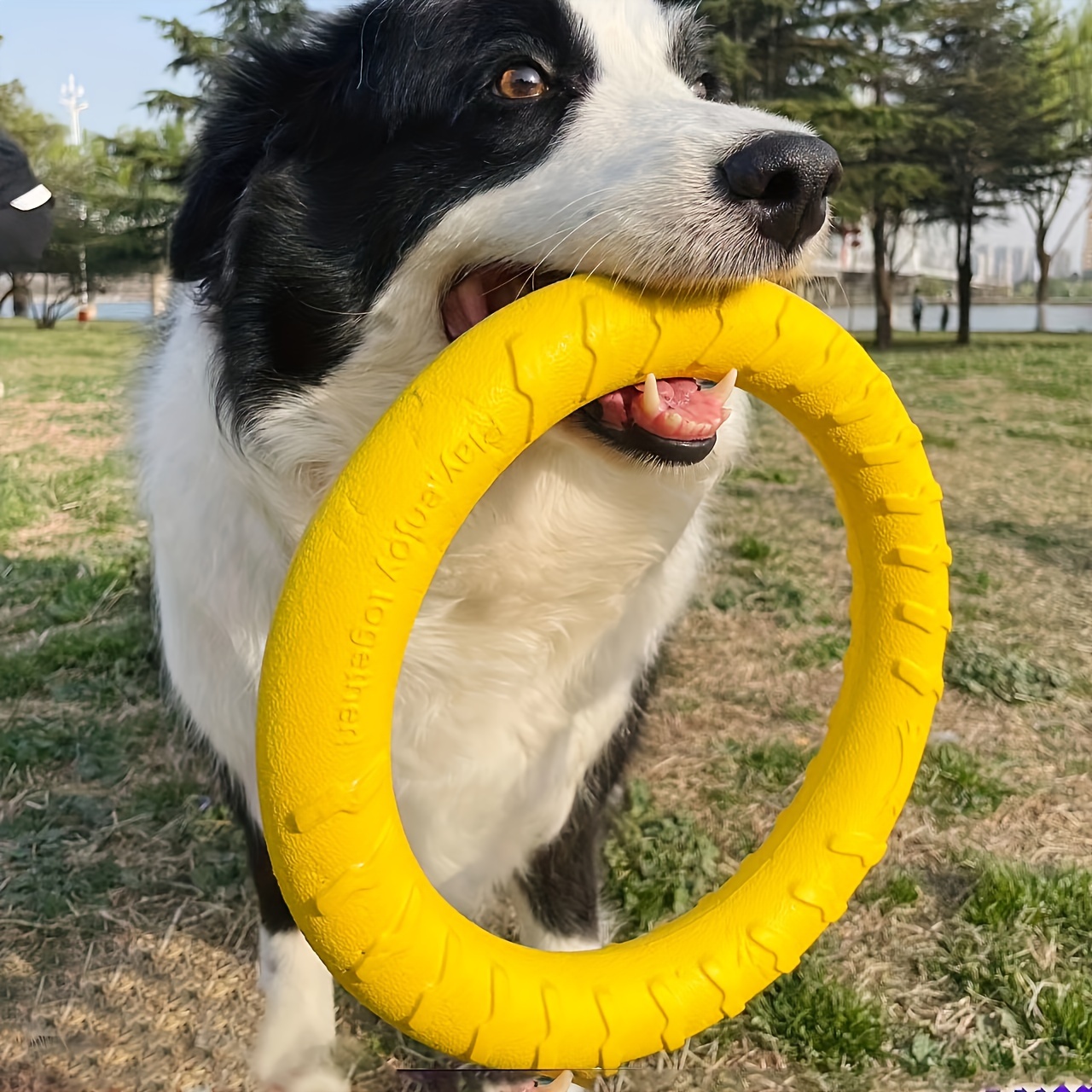 Dog Training Toys Outdoor Floating Flying Dog Disc - Temu