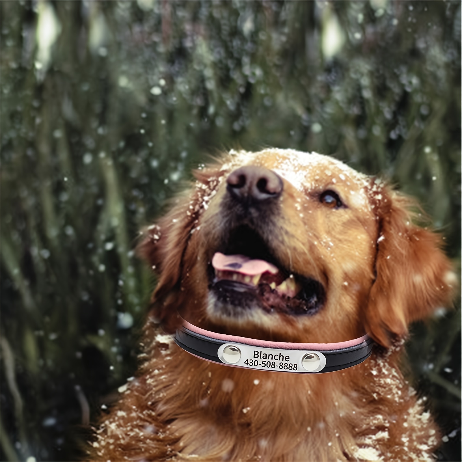engraved pet collar