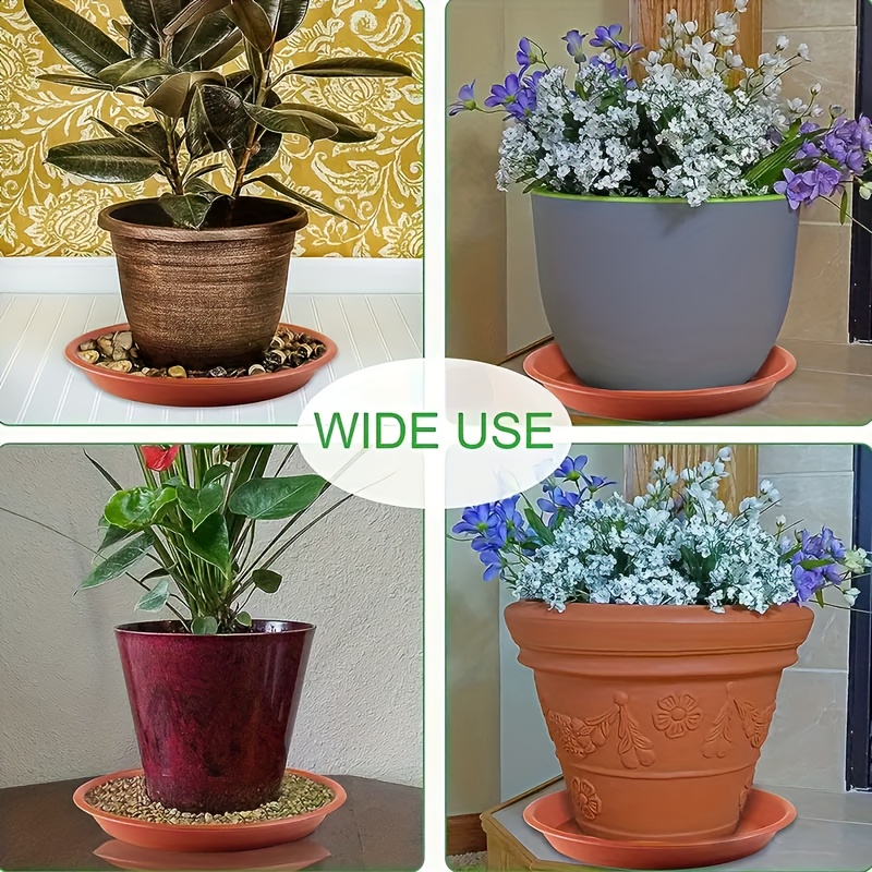 tricolor jade plant Crassula Ovata Tricolor Variegated Jade 3 Inch Live Succulent – Phoenix  Rising Succulents main image 0