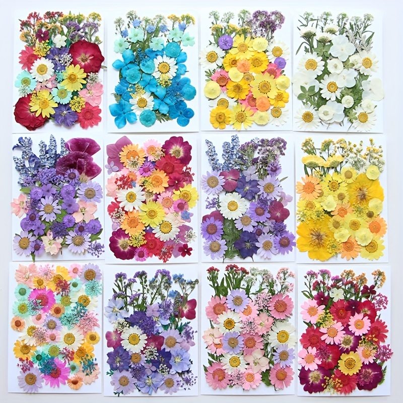 Real Natural Dried Pressed Flowers Mixed Multiple Colorful - Temu