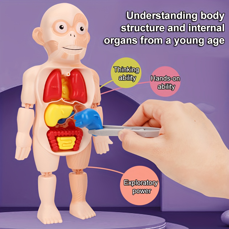 Enfants Sensibilisation aux organes du corps Outils pédagogiques Kits  d'apprentissage des sciences Anatomie du corps humain Jouet Préscolaire  Organes éducatifs Peluche Jouets