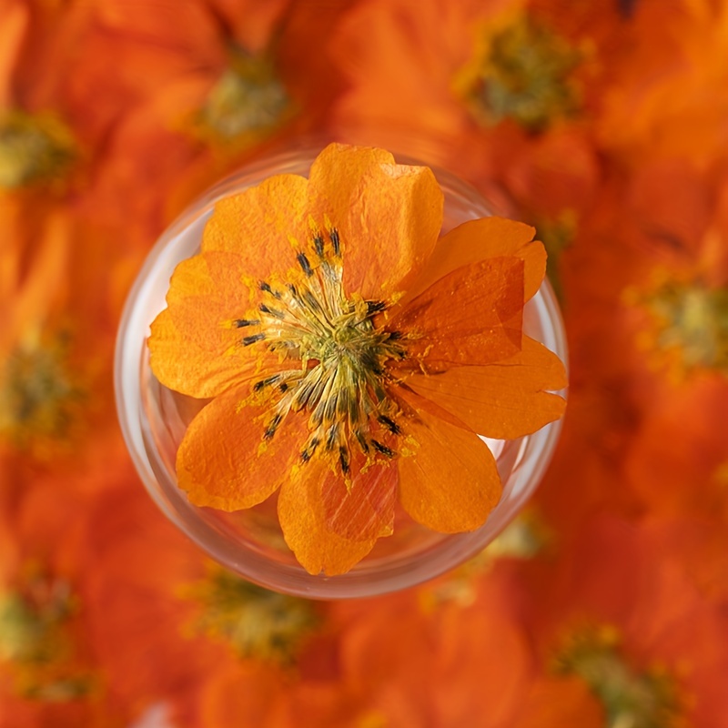 Dried Flowers Set Real Pressed Flowers Dry Leaves Bulk - Temu