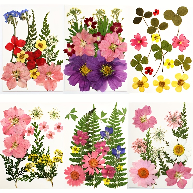 Las mejores 900+ ideas de Flores secas  flores secas, flores, flores  prensadas