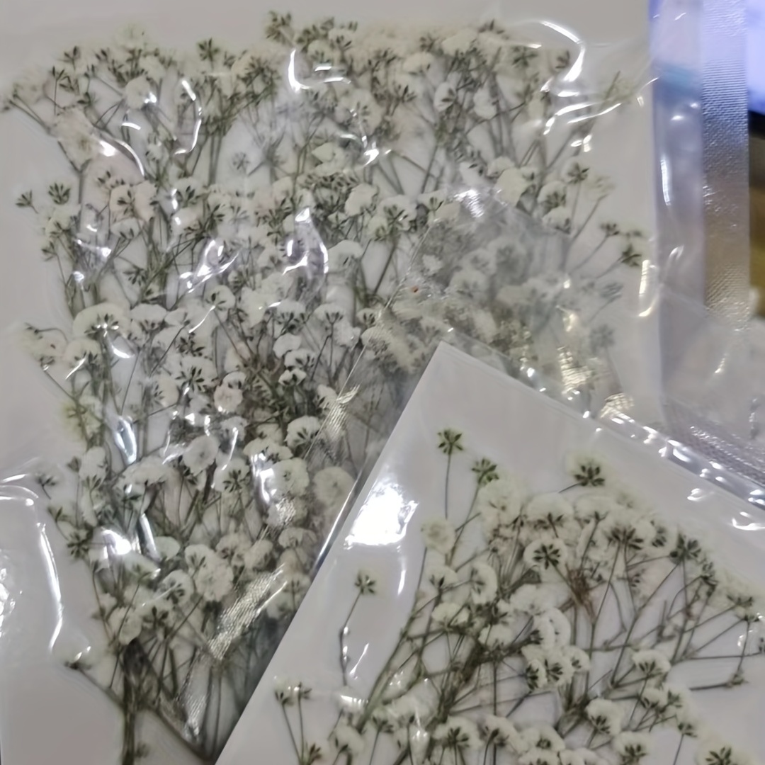 Mini Dried Pressed Baby's Breath Flowers Flat Real - Temu