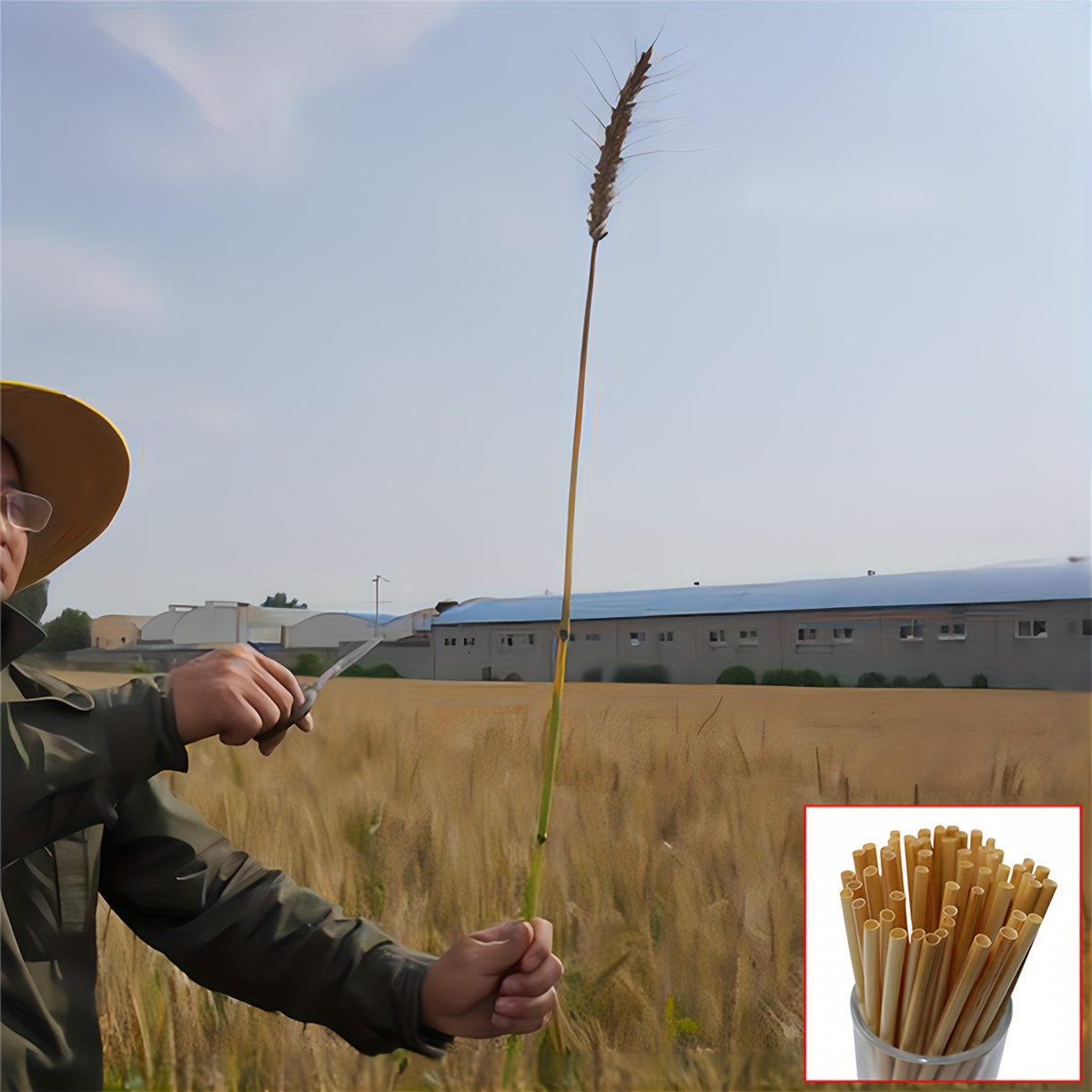 Disposable Wide Drinking Straws Wheat Straw Straws For - Temu