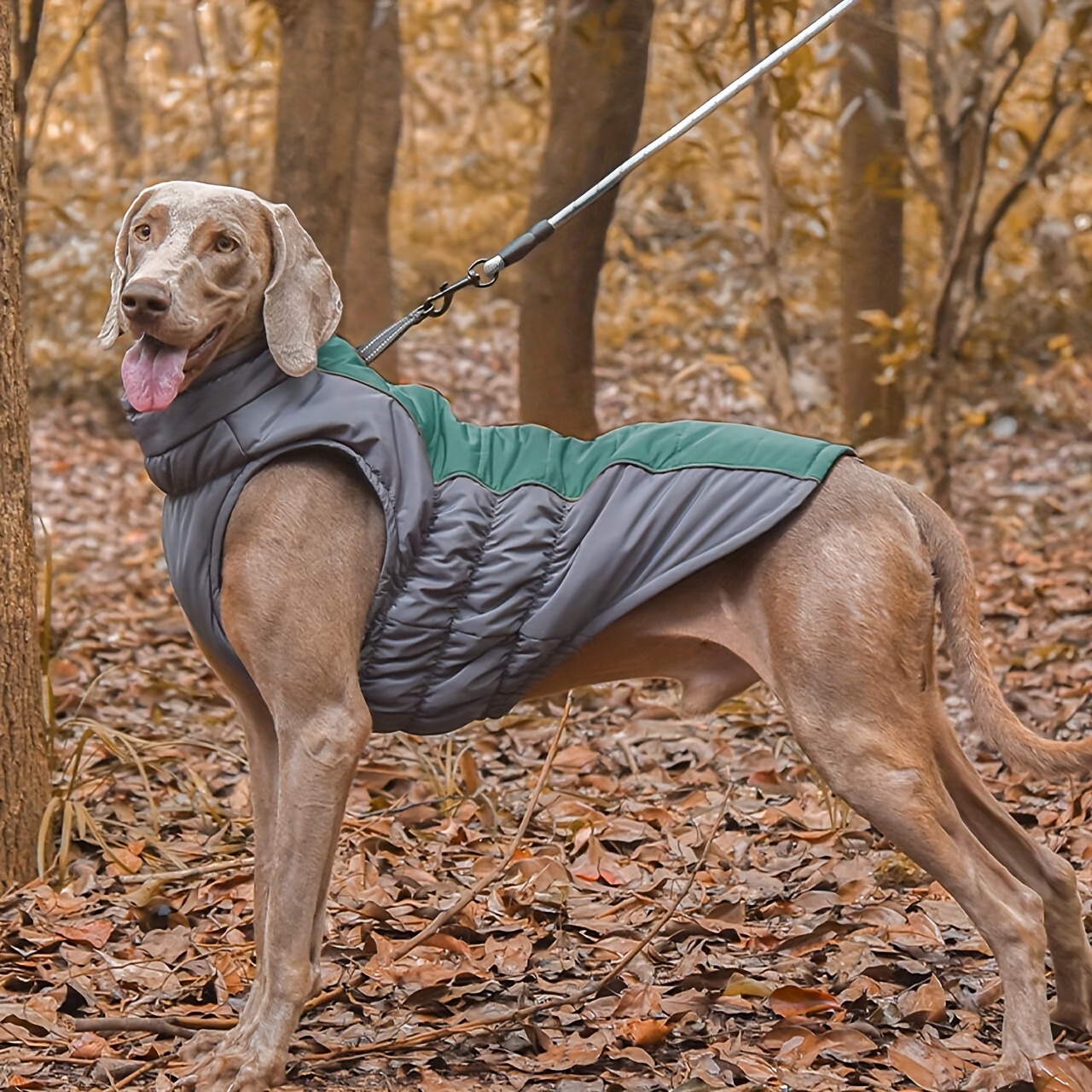 Calming coat for clearance dogs