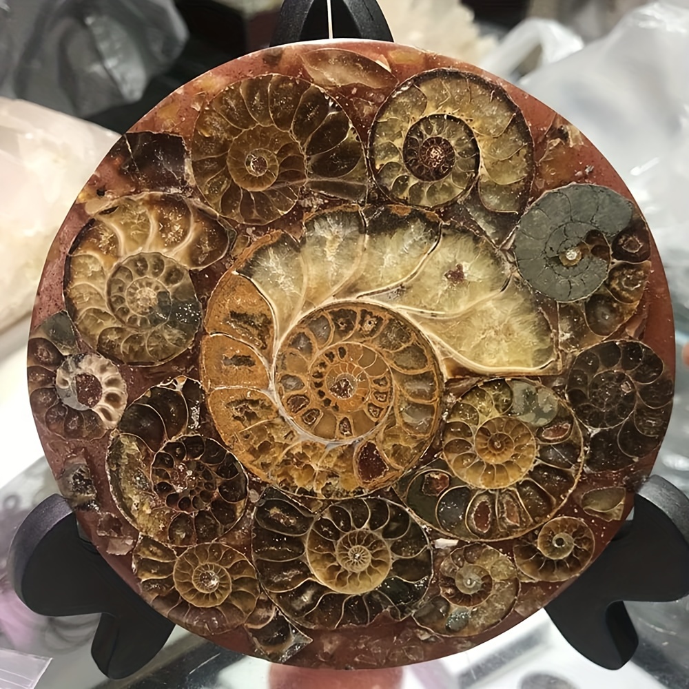 Ammonite gifts best sale