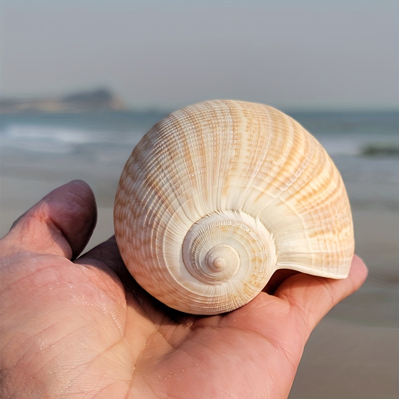 5pcs Giant Long Snail Shells, Snail Shell, Loose, Shells for Wedding, Shells  for Decoration GB1590 