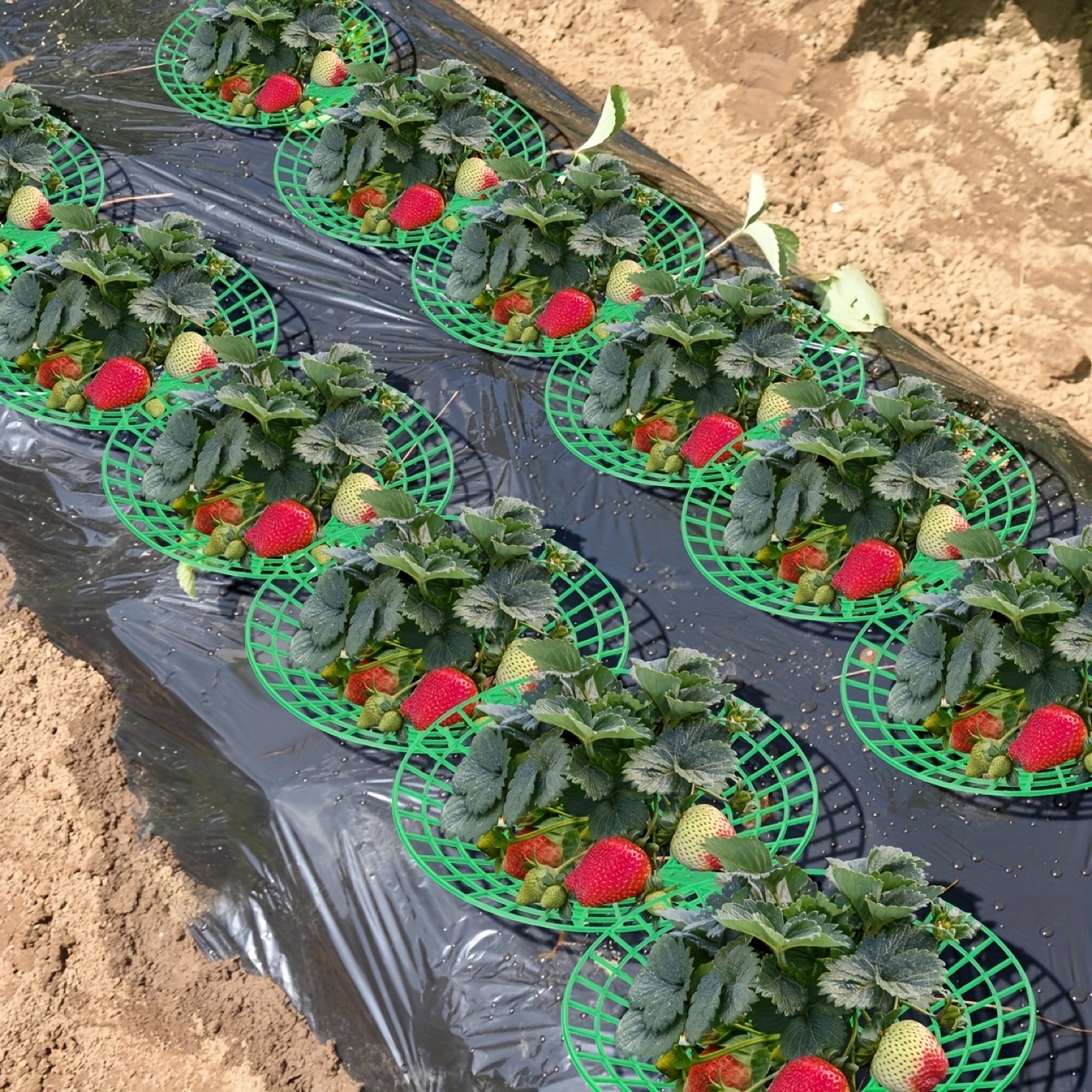 Strawberries Support - Temu
