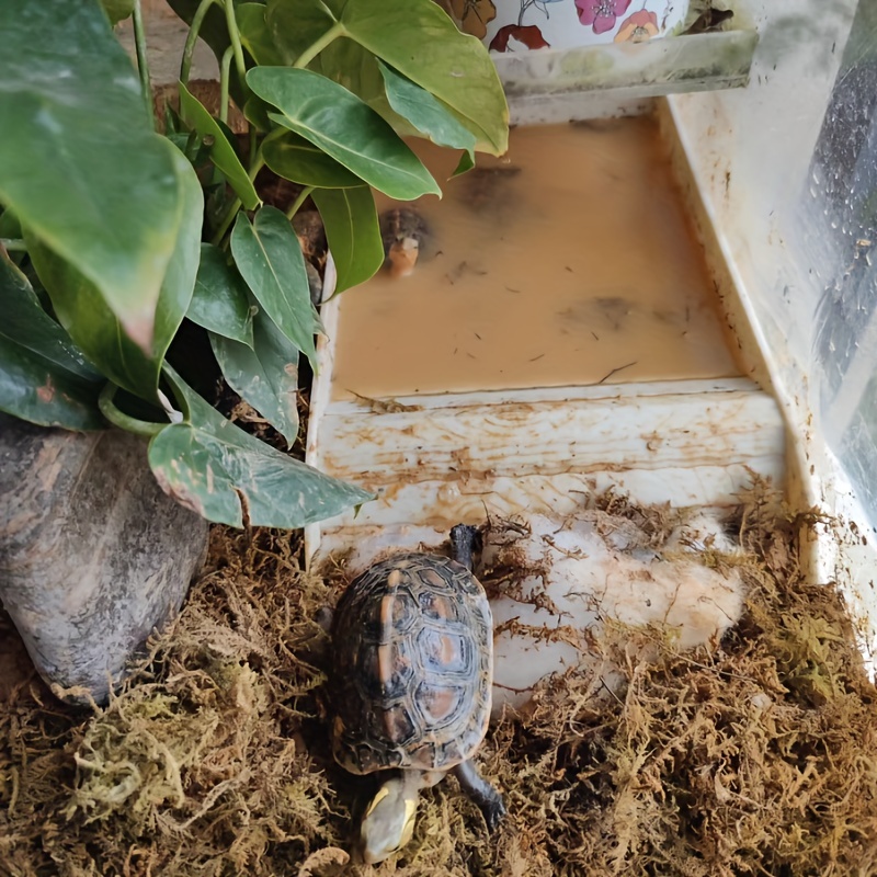 Large Turtle Bathtub Sun Terrace Reptile Lizard Climbing Basin